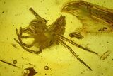 Two Fossil Spiders and a Springtail in Baltic Amber #207551-3